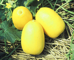 img01_10.jpg