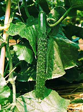 img02_17.jpg