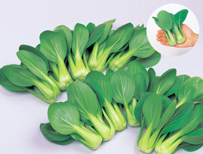 img02_19.jpg