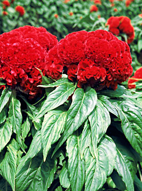 img04_16.jpg