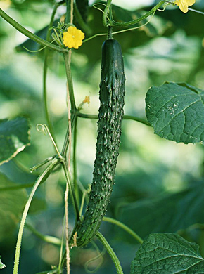 img06_14.jpg